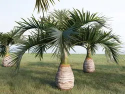 بذر نخل بطری <br> بسته یک عددی <br> Bottle Palm Seeds  <br><i><b> Hyophorbe lagenicaulis </i> Seeds</b>