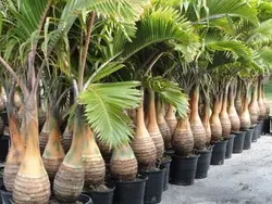 بذر نخل بطری <br> بسته یک عددی <br> Bottle Palm Seeds  <br><i><b> Hyophorbe lagenicaulis </i> Seeds</b>