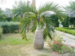 بذر نخل بطری <br> بسته یک عددی <br> Bottle Palm Seeds  <br><i><b> Hyophorbe lagenicaulis </i> Seeds</b>