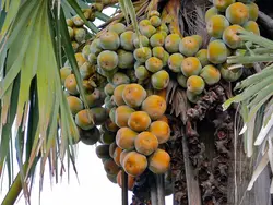 بذر نخل پالمیرا آفریقایی <br> تعداد یک عدد بذر <br> African Palmyra Palm Seeds  <br><i><b> Borassus aethiopum </i> Seeds</b>