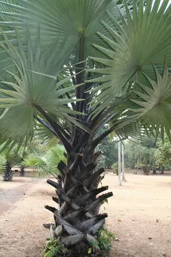 بذر نخل پالمیرا آفریقایی <br> تعداد یک عدد بذر <br> African Palmyra Palm Seeds  <br><i><b> Borassus aethiopum </i> Seeds</b>