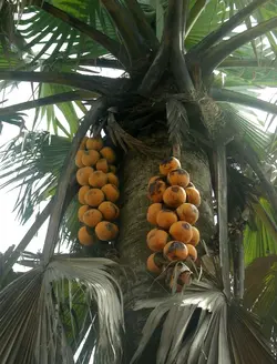بذر نخل پالمیرا آفریقایی <br> تعداد یک عدد بذر <br> African Palmyra Palm Seeds  <br><i><b> Borassus aethiopum </i> Seeds</b>