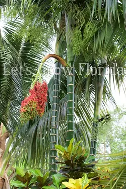 بذر نخل پمبا <br> بسته یک عددی <br> Pemba Palm <br><i><b> Dypsis pembana </i> Seeds </b>