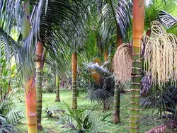 بذر نخل پمبا <br> بسته یک عددی <br> Pemba Palm <br><i><b> Dypsis pembana </i> Seeds </b>