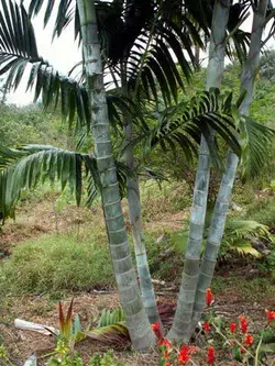 بذر نخل پمبا <br> بسته یک عددی <br> Pemba Palm <br><i><b> Dypsis pembana </i> Seeds </b>