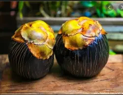 بذر نخل تادی (پالمیرا آسیایی) <br> تعداد یک عدد بذر <br> Toddy Palm Seeds  <br><i><b> Borassus flabellifer </i> Seeds</b>