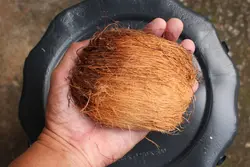 بذر نخل تادی (پالمیرا آسیایی) <br> تعداد یک عدد بذر <br> Toddy Palm Seeds  <br><i><b> Borassus flabellifer </i> Seeds</b>