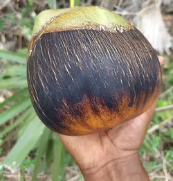 بذر نخل تادی (پالمیرا آسیایی) <br> تعداد یک عدد بذر <br> Toddy Palm Seeds  <br><i><b> Borassus flabellifer </i> Seeds</b>