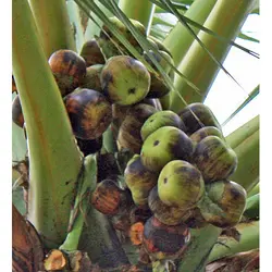 بذر نخل تادی (پالمیرا آسیایی) <br> تعداد یک عدد بذر <br> Toddy Palm Seeds  <br><i><b> Borassus flabellifer </i> Seeds</b>