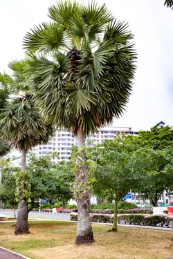 بذر نخل تادی (پالمیرا آسیایی) <br> تعداد یک عدد بذر <br> Toddy Palm Seeds  <br><i><b> Borassus flabellifer </i> Seeds</b>