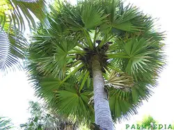 بذر نخل تادی (پالمیرا آسیایی) <br> تعداد یک عدد بذر <br> Toddy Palm Seeds  <br><i><b> Borassus flabellifer </i> Seeds</b>