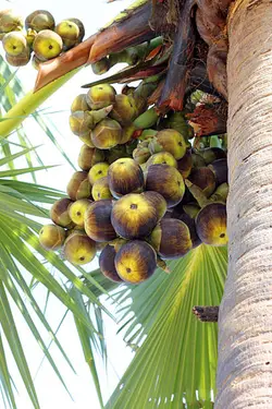 بذر نخل تادی (پالمیرا آسیایی) <br> تعداد یک عدد بذر <br> Toddy Palm Seeds  <br><i><b> Borassus flabellifer </i> Seeds</b>