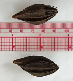 بذر نخل تایکو کوکوس <br> بسته یک عددی <br> Ptychococcus Palm Seeds <br><i><b> Ptychococcus paradoxus </i> Seeds</b>