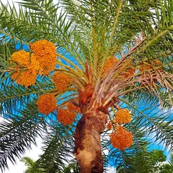 بذر نخل خرما <br> بسته 10 عددی <br> Date Palm Seeds <br><i><b> Phoenix dactylifera </i> Seeds</b>