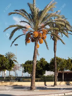 بذر نخل خرما <br> بسته 10 عددی <br> Date Palm Seeds <br><i><b> Phoenix dactylifera </i> Seeds</b>