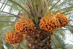 بذر نخل خرما <br> بسته 10 عددی <br> Date Palm Seeds <br><i><b> Phoenix dactylifera </i> Seeds</b>
