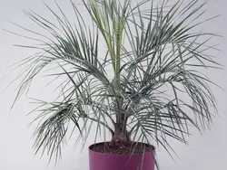 بذر نخل ژله ای کاپیتاتا <br> تعداد یک عدد بذر <br> Jelly Palm <br><i><b> Butia capitata </i> Seeds </b>