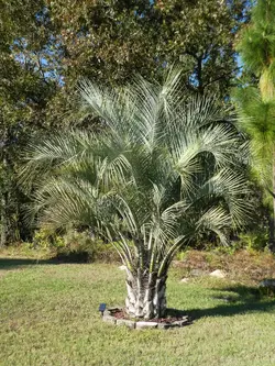 بذر نخل ژله ای کاپیتاتا <br> تعداد یک عدد بذر <br> Jelly Palm <br><i><b> Butia capitata </i> Seeds </b>