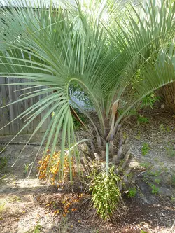 بذر نخل ژله ای کاپیتاتا <br> تعداد یک عدد بذر <br> Jelly Palm <br><i><b> Butia capitata </i> Seeds </b>