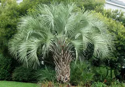 بذر نخل ژله ای کاپیتاتا <br> تعداد یک عدد بذر <br> Jelly Palm <br><i><b> Butia capitata </i> Seeds </b>