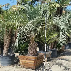 بذر نخل ژله ای کاپیتاتا <br> تعداد یک عدد بذر <br> Jelly Palm <br><i><b> Butia capitata </i> Seeds </b>
