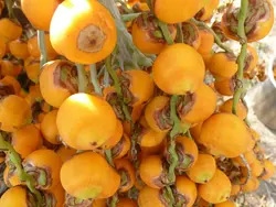 بذر نخل ژله ای کاپیتاتا <br> تعداد یک عدد بذر <br> Jelly Palm <br><i><b> Butia capitata </i> Seeds </b>