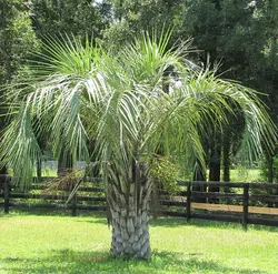 بذر نخل ژله ای کاپیتاتا <br> تعداد یک عدد بذر <br> Jelly Palm <br><i><b> Butia capitata </i> Seeds </b>
