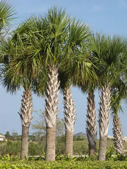 بذر نخل سابال پالمتو <br> یک عدد بذر <br> Carolina palmetto Palm <br><i><b> Sabal palmetto </i> Seeds</b>