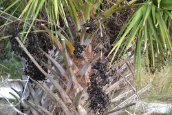 بذر نخل سابال پالمتو <br> یک عدد بذر <br> Carolina palmetto Palm <br><i><b> Sabal palmetto </i> Seeds</b>