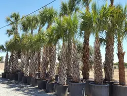 بذر نخل سابال پالمتو <br> یک عدد بذر <br> Carolina palmetto Palm <br><i><b> Sabal palmetto </i> Seeds</b>