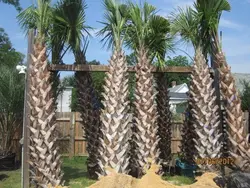 بذر نخل سابال پالمتو <br> یک عدد بذر <br> Carolina palmetto Palm <br><i><b> Sabal palmetto </i> Seeds</b>