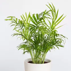 بذر نخل شامادورا <br> بسته 5 عددی <br> Parlour Palm Seeds  <br><i><b> Chamaedorea elegans </i> Seeds</b>