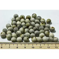 بذر نخل شامادورا <br> بسته 5 عددی <br> Parlour Palm Seeds  <br><i><b> Chamaedorea elegans </i> Seeds</b>