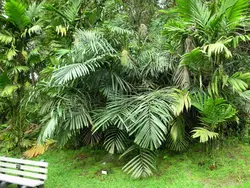 بذر نخل شوگر کوتوله <br> بسته یک عددی <br> Dwarf Sugar Palm Seeds <br><i><b> Arenga engleri </i> Seeds</b>