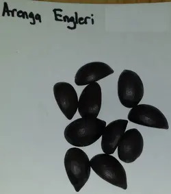 بذر نخل شوگر کوتوله <br> بسته یک عددی <br> Dwarf Sugar Palm Seeds <br><i><b> Arenga engleri </i> Seeds</b>