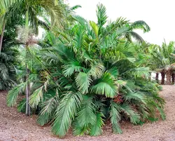 بذر نخل شوگر کوتوله <br> بسته یک عددی <br> Dwarf Sugar Palm Seeds <br><i><b> Arenga engleri </i> Seeds</b>