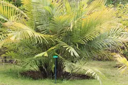 بذر نخل شوگر کوتوله <br> بسته یک عددی <br> Dwarf Sugar Palm Seeds <br><i><b> Arenga engleri </i> Seeds</b>