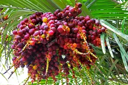 بذر نخل شوگر کوتوله <br> بسته یک عددی <br> Dwarf Sugar Palm Seeds <br><i><b> Arenga engleri </i> Seeds</b>