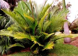 بذر نخل شوگر کوتوله <br> بسته یک عددی <br> Dwarf Sugar Palm Seeds <br><i><b> Arenga engleri </i> Seeds</b>