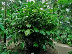 بذر نخل شوگر کوداتا مینیاتوری <br> تعداد یک عدد بذر <br> Miniature Sugar Palm <br><i><b> Arenga caudata </i> Seeds </b>