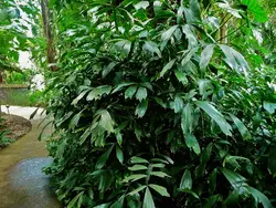 بذر نخل شوگر کوداتا مینیاتوری <br> تعداد یک عدد بذر <br> Miniature Sugar Palm <br><i><b> Arenga caudata </i> Seeds </b>