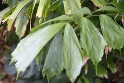 بذر نخل شوگر کوداتا مینیاتوری <br> تعداد یک عدد بذر <br> Miniature Sugar Palm <br><i><b> Arenga caudata </i> Seeds </b>