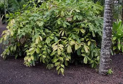 بذر نخل شوگر کوداتا مینیاتوری <br> تعداد یک عدد بذر <br> Miniature Sugar Palm <br><i><b> Arenga caudata </i> Seeds </b>