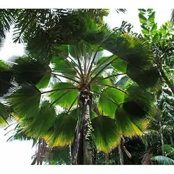 بذر نخل فیجی  <br> بسته یک عددی <br> Fiji Fan Palm <br><i><b>  Pritchardia pacifica </i> Seeds </b>