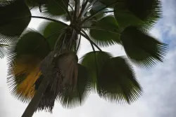 بذر نخل فیجی  <br> بسته یک عددی <br> Fiji Fan Palm <br><i><b>  Pritchardia pacifica </i> Seeds </b>