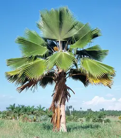 بذر نخل فیجی  <br> بسته یک عددی <br> Fiji Fan Palm <br><i><b>  Pritchardia pacifica </i> Seeds </b>