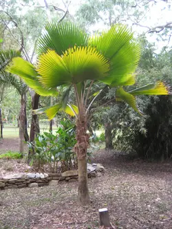 بذر نخل فیجی  <br> بسته یک عددی <br> Fiji Fan Palm <br><i><b>  Pritchardia pacifica </i> Seeds </b>