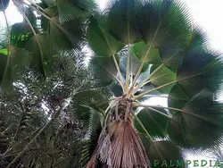 بذر نخل فیجی  <br> بسته یک عددی <br> Fiji Fan Palm <br><i><b>  Pritchardia pacifica </i> Seeds </b>