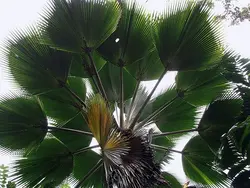 بذر نخل فیجی  <br> بسته یک عددی <br> Fiji Fan Palm <br><i><b>  Pritchardia pacifica </i> Seeds </b>