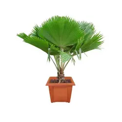 بذر نخل فیجی  <br> بسته یک عددی <br> Fiji Fan Palm <br><i><b>  Pritchardia pacifica </i> Seeds </b>